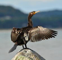 Closeup Of A Great Cormorant, Phalacrocorax Carbo Standing On A Rock With Its Wings Open