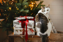 Cute Cat Sitting With Stylish Gifts At Christmas Tree With Golden Lights. Pet And Winter Holidays. Adorable Curious Kitty Sitting At Wrapped Presents In Festive Decorated Room. Merry Christmas!