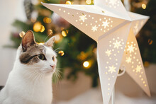 Merry Christmas! Cute Cat Sitting Near Illuminated Star On Background Of Stylish Christmas Tree With Vintage Baubles. Pet And Winter Holidays. Adorable Funny Kitty In Festive Decorated Room