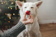 Merry Christmas and Happy Holidays!Woman hand holding christmas red bauble at cute dog nose. Pet and winter holidays. Adorable white danish spitz dog helping decorate festive room