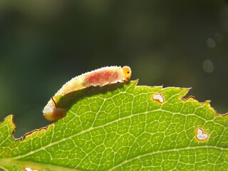 a small caterpillar on a green leaf