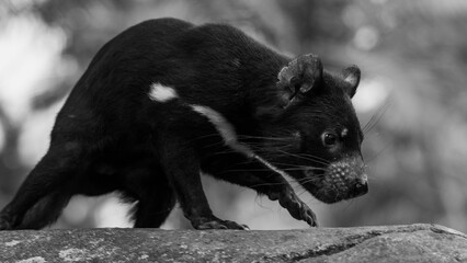 Poster - Closeup grayscale of a Tasmanian devil walking on a rocky surface