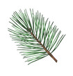 Pine branch watercolor illustration. Pine tree branch. 