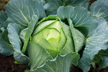 Top View Of Cabbage With Water Drops In The Garden Ready To Harvest