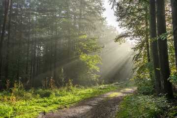 rays of sunlight through the fog in a mountain forest in autumn.