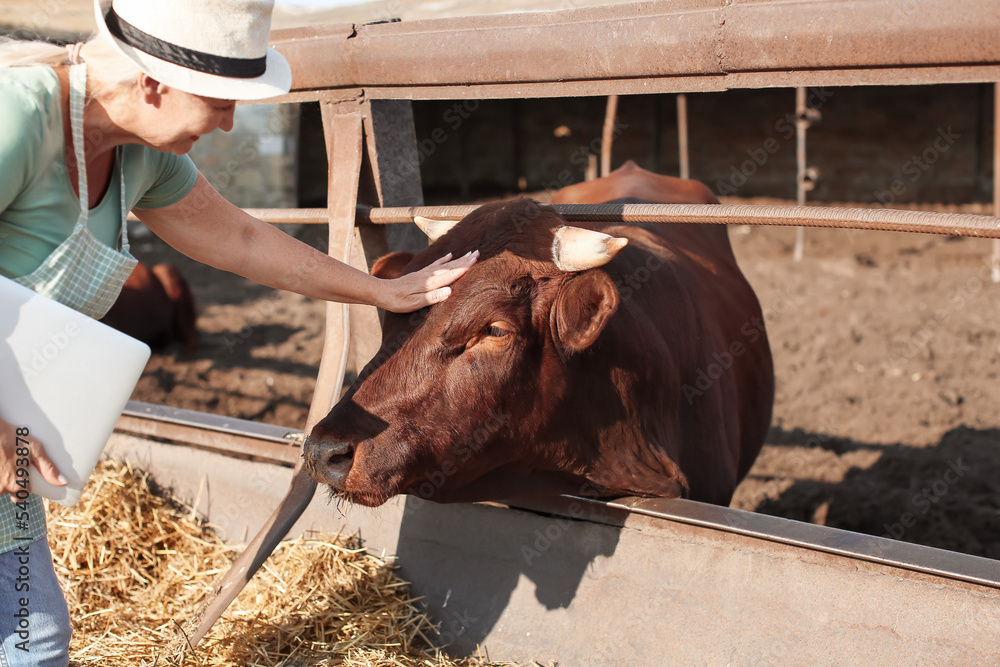 Female mature worker near paddock with cow on farm