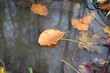 Jesienny liść w kałuży 