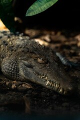 Canvas Print - Nile crocodile resting on the ground in the sun in a vertical shot