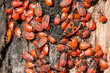Clump of firebugs (Pyrrhocoris apterus) on the bark of a tree.