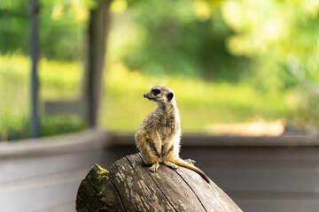 Wall Mural - Cute baby meerkat on a wood