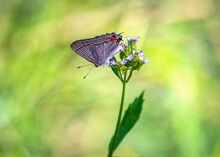 Gray Hairstreak Butterfly On A Wildflower Along The Shadow Creek Ranch Nature Trail In Pearland, Texas!