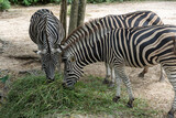 Fototapeta  - Zebras eating grass ,Animal conservation and protecting ecosystems concept.