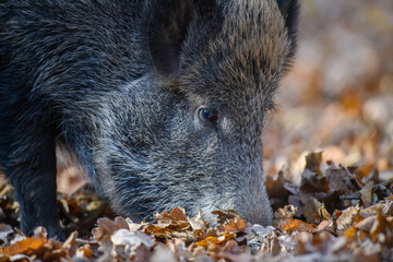 Wall Mural - wild boar in autumn forest. wildlife scene from nature