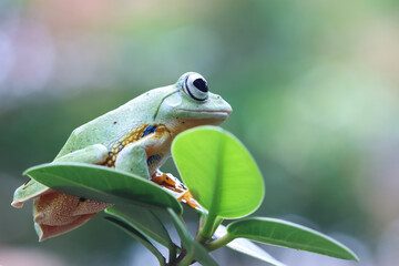 Wall Mural - Javan tree frog closeup on green leaves, Flying frog sitting on green leaves