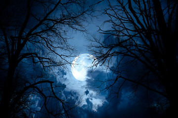 Wall Mural - silhouette dead tree at night for halloween background.
