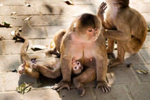 A Mother Monkey Breastfeeding Her Infant Monkey On The Sidewalk