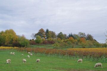 Wall Mural - Herbstlandschaft