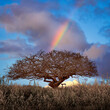 árvore e arco-íris