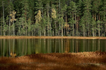  Trunks of the autumn Karelian forest and reflection in the swamp