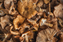 Pile Of Honey Mushrooms As A Textured Background. Picking Mushrooms In Autumn