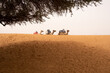 Three camels in dune with shade of tree in the desert of sand of agadir, morocco