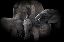 Beautiful Shot Of An African Elephant Family In The Dark Background