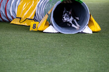 Border Collie Dog Coming Out Of The Tube, Dog Agility Competition.