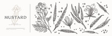 Large Set Of Mustard Seeds, Pods, Sprouts And Flowers On A Light Isolated Background. Hand Drawn Spicy Herb For Cooking. The Concept Of Organic Food. Vector Botanical Illustration.
