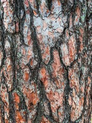 Sticker - Brown cracked tree bark texture