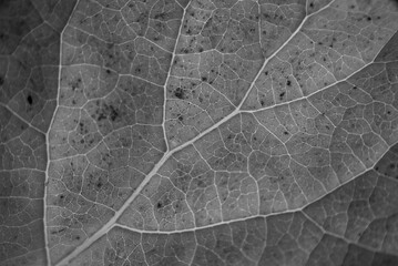 Wall Mural - gray leaf with details. autumn leaves in close-up. natural background.