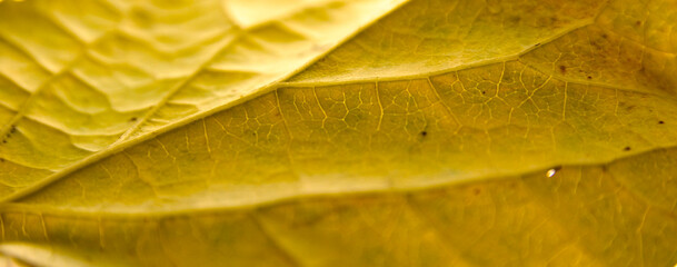 Wall Mural - yellow leaf with details. autumn leaves in close-up. natural background.
