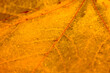 Orange maple leaf with details. Autumn leaves in close-up. Natural background.