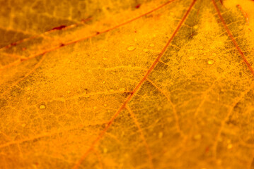 Wall Mural - Orange maple leaf with details. Autumn leaves in close-up. Natural background.