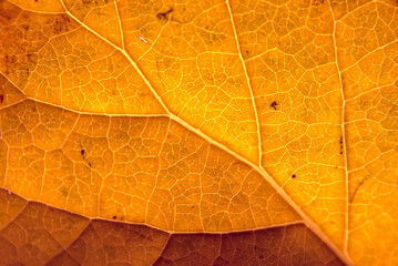Wall Mural - orange leaf with details. autumn leaves in close-up. natural background.