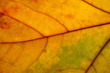 Wall Mural - orange maple leaf with details. autumn leaves in close-up. natural background.
