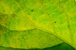Green leaf with details. Autumn leaves in close-up. Natural background.