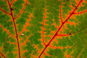 Wall Mural - green maple leaf with details. autumn leaves in close-up. natural background.