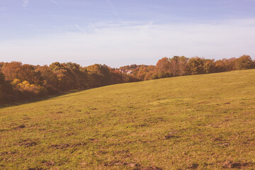 Wall Mural - Green meadow on a sunny day in autumn.Colorful trees in background.