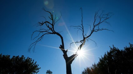 Wall Mural - Time Lapse Panning Shot Of Sun Rays On Bare Tree Against Clear Sky On Sunny Day - Joshua Tree, California
