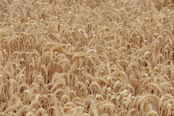 Wall Mural - Selective focus of golden yellow grain on the field, Triticum aestivum common bread wheat, Ripe ears of green rye in the farm in summer, Agriculture industry in countryside, Nature pattern background.