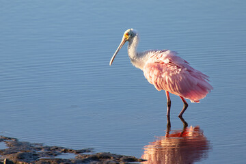 Wall Mural - A roseate spoonbill (Platalea ajaja), a beautiful pink shorebird, in Robinson Preserve in Bradenton, Florida