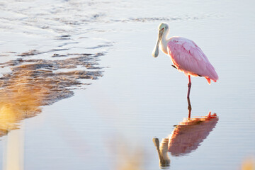 Wall Mural - A roseate spoonbill (Platalea ajaja), a beautiful pink shorebird, in Robinson Preserve in Bradenton, Florida