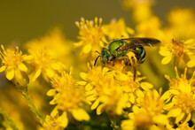 A Green Bee, Possibly A Sweat Bee (Agapostemon Sp.), On The Flowers Of A Goldenrod Plant (Solidago Sp.) In Bradenton, Florida. (Species IDs Are Tentative.)