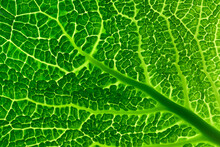 Patterned Surface Of Green Savoy Cabbage Leaf With Many Details. Abstract Texture Background. Close-up, Macro Photo.