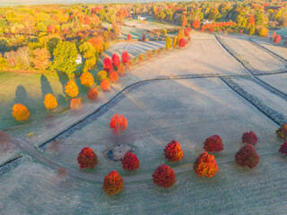 Wall Mural - aerial of autumn red tree in a row in farm field