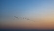 © Horacio Selva - Flock of ducks flying in the sky at sunset time.