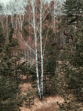 Vertical Shot Of A Leafless Birch Growing In A Forest