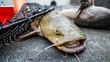 Selective focus low angle shot on an olive brown freshwater flathead catfish