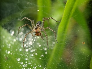 Sticker - Macro view of a Diving bell spider eating a bug on the web