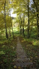 Wall Mural - Autumn walk along the trail in the Gauja National Park. Yellow leaves on trees and grass. Hiking trails for active walks. Sigulda, Latvia. Vertical video